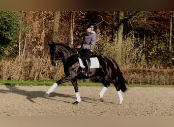 KWPN, Giumenta, 8 Anni, 163 cm, Morello