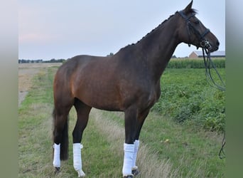 KWPN, Giumenta, 8 Anni, 164 cm, Baio scuro