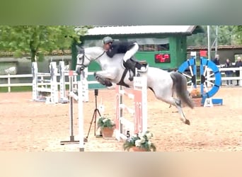 KWPN, Giumenta, 8 Anni, 164 cm, Grigio pezzato