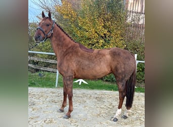 KWPN, Giumenta, 8 Anni, 164 cm, Sauro scuro