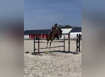 KWPN, Giumenta, 8 Anni, 165 cm, Baio ciliegia