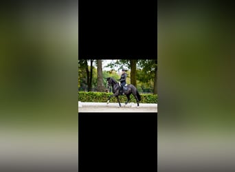 KWPN, Giumenta, 8 Anni, 165 cm, Morello