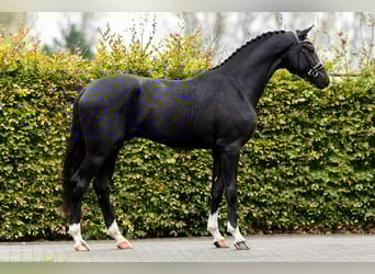 KWPN, Giumenta, 8 Anni, 165 cm, Sauro