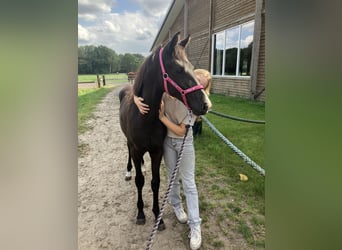 KWPN, Giumenta, 8 Anni, 165 cm, Sauro