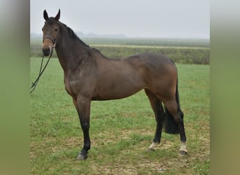 KWPN, Giumenta, 8 Anni, 167 cm, Baio