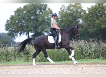 KWPN, Giumenta, 8 Anni, 167 cm, Baio nero