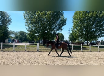 KWPN, Giumenta, 8 Anni, 168 cm, Baio