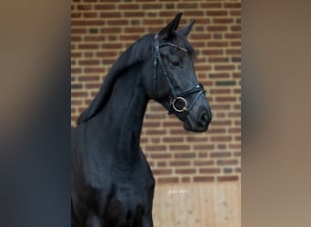 KWPN, Giumenta, 8 Anni, 168 cm, Morello