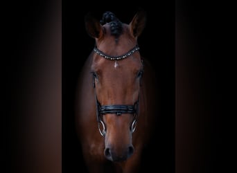 KWPN, Giumenta, 8 Anni, 170 cm, Baio