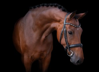 KWPN, Giumenta, 8 Anni, 170 cm, Baio