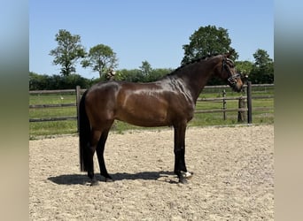 KWPN, Giumenta, 8 Anni, 170 cm, Baio scuro
