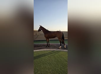 KWPN, Giumenta, 8 Anni, 170 cm, Baio scuro