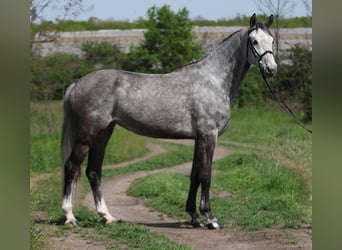 KWPN, Giumenta, 8 Anni, 170 cm, Grigio