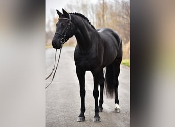 KWPN, Giumenta, 8 Anni, 170 cm, Morello