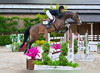 KWPN, Giumenta, 8 Anni, 171 cm, Baio scuro