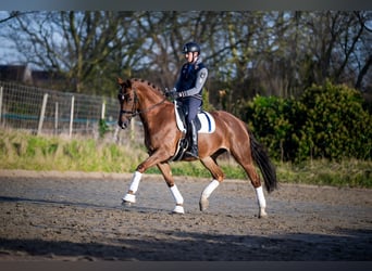 KWPN, Giumenta, 8 Anni, 172 cm, Baio chiaro