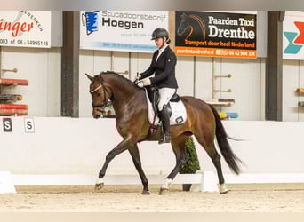 KWPN, Giumenta, 8 Anni, 172 cm, Baio ciliegia