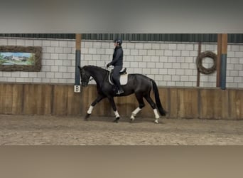 KWPN, Giumenta, 8 Anni, 172 cm, Morello