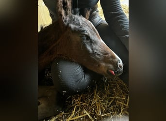 KWPN, Giumenta, 8 Anni, 176 cm, Baio nero