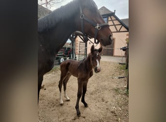 KWPN, Giumenta, 8 Anni, 176 cm, Baio nero
