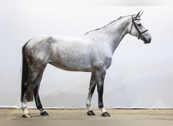 KWPN, Giumenta, 8 Anni, 177 cm