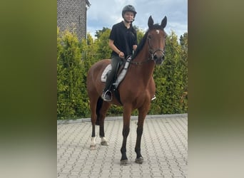 KWPN, Giumenta, 9 Anni, 163 cm, Baio