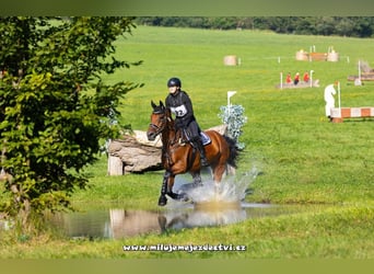 KWPN, Giumenta, 9 Anni, 166 cm, Baio