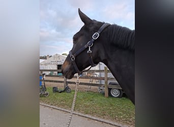 KWPN, Giumenta, 9 Anni, 166 cm, Morello