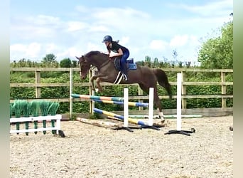 KWPN, Giumenta, 9 Anni, 166 cm, Sauro scuro