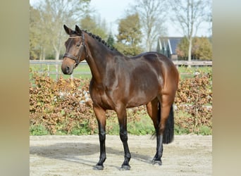 KWPN, Giumenta, 9 Anni, 167 cm, Baio scuro