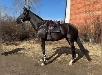 KWPN, Giumenta, 9 Anni, 167 cm, Baio scuro