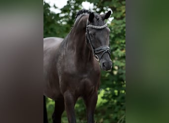 KWPN, Giumenta, 9 Anni, 168 cm, Morello