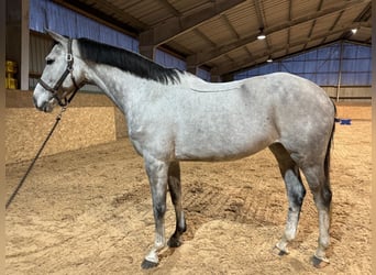 KWPN, Giumenta, 9 Anni, 169 cm, Grigio