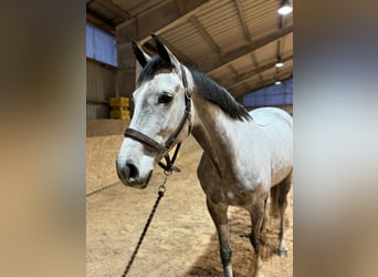 KWPN, Giumenta, 9 Anni, 169 cm, Grigio