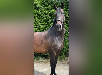 KWPN, Giumenta, 9 Anni, 170 cm, Baio scuro