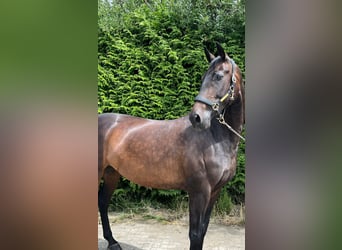 KWPN, Giumenta, 9 Anni, 170 cm, Baio scuro