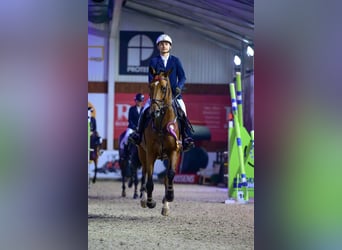 KWPN, Giumenta, 9 Anni, 170 cm, Baio scuro