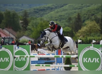 KWPN, Giumenta, 9 Anni, 170 cm, Grigio