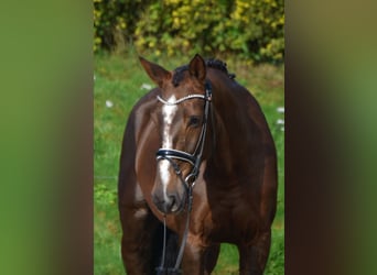 KWPN, Giumenta, 9 Anni, 170 cm, Sauro scuro