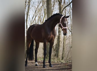 KWPN, Giumenta, 9 Anni, 172 cm, Baio scuro