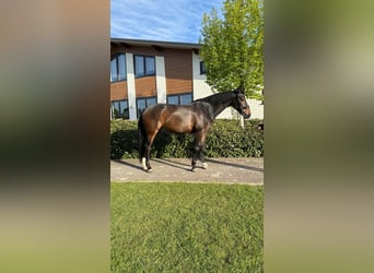 KWPN, Giumenta, 9 Anni, 173 cm, Baio scuro