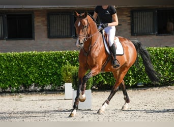KWPN, Giumenta, 9 Anni, 174 cm, Baio