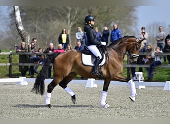 KWPN, Giumenta, 9 Anni, 175 cm, Baio