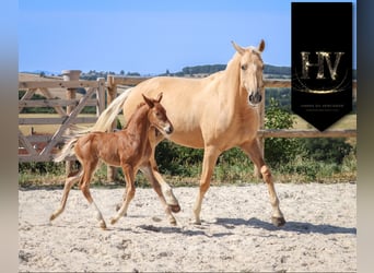 KWPN, Giumenta, , Sauro scuro