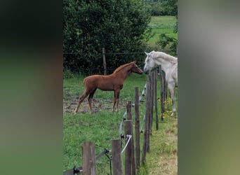 KWPN, Giumenta, , Sauro scuro