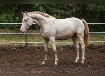 KWPN, Hengst, 10 Jaar, 158 cm, Cremello