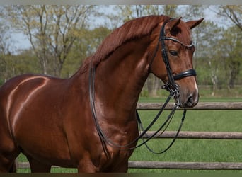 KWPN, Hengst, 10 Jaar, 175 cm, Vos