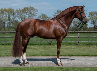 KWPN, Hengst, 10 Jaar, 175 cm, Vos