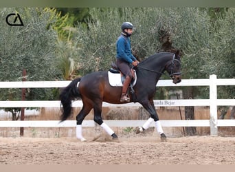 KWPN, Hengst, 10 Jahre, 172 cm, Dunkelbrauner