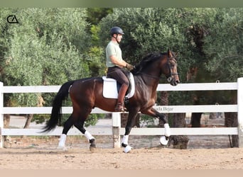 KWPN, Hengst, 10 Jahre, 172 cm, Dunkelbrauner